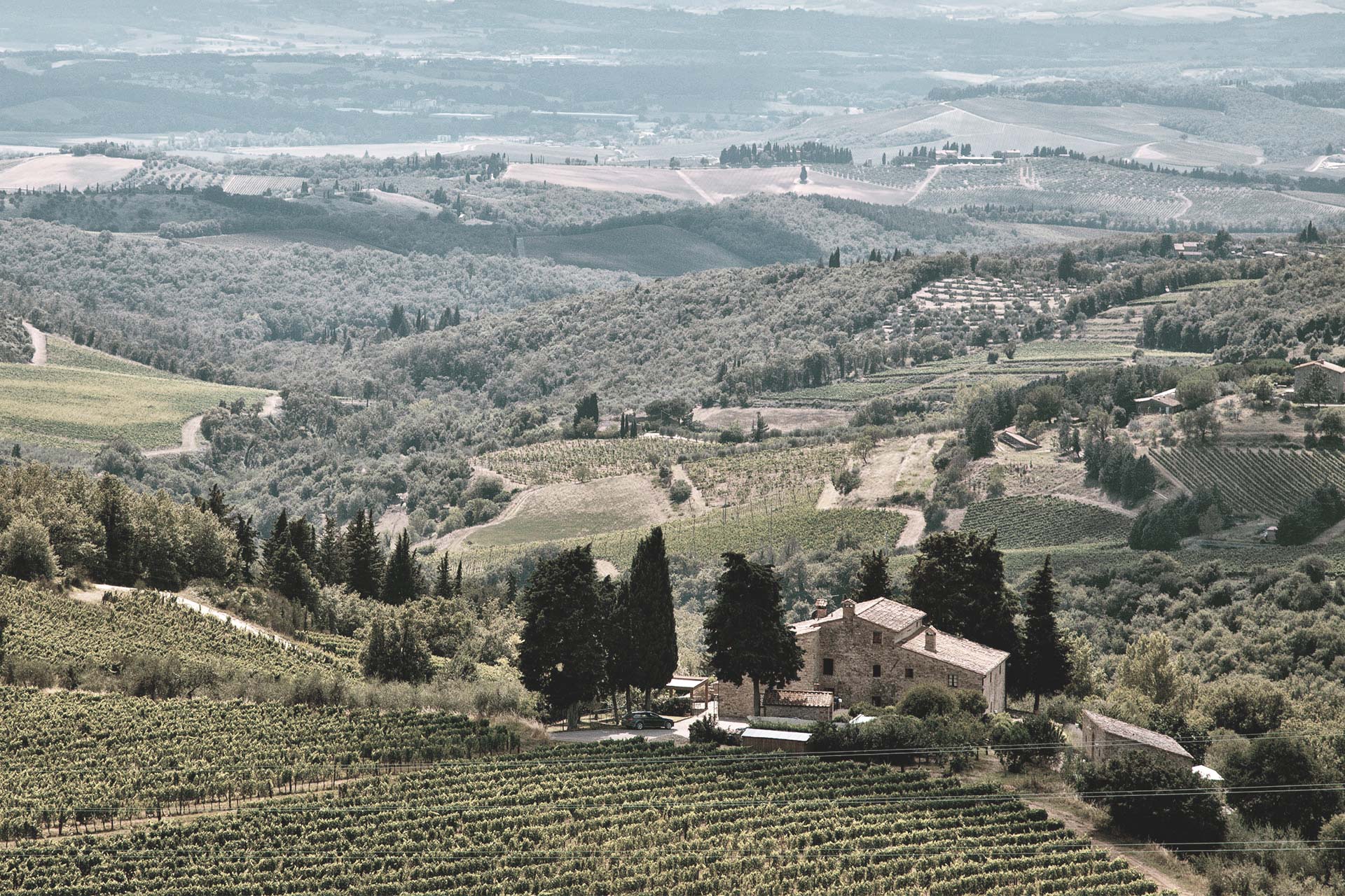 Linguini Napa Valley Winery